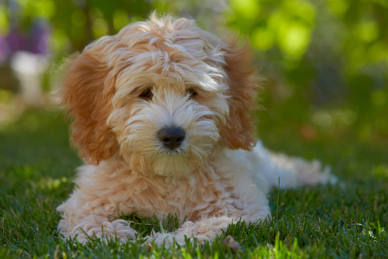 om een (Australian) Labradoodle pup kopen? | Labradoodleinfo